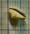 Cowrie shell